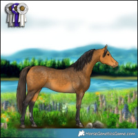 Horse Color:Buckskin 