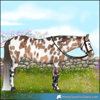 Horse Color:Bay Dun Near Leopard Brindle 