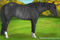 Horse Color:Black Rabicano 