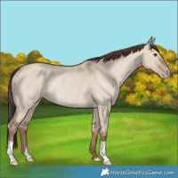 Horse Color:Classic Champagne Dun Rabicano 