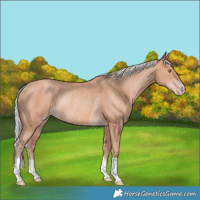 Horse Color:Silver Sable Champagne Rabicano