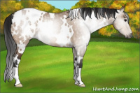 Horse Color:Gray White Spotted Bay Dun Appaloosa Rabicano 