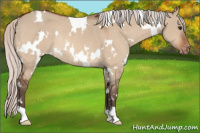 Horse Color:White Spotted Silver Bay Dun Appaloosa Rabicano