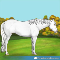 Horse Color:Silver Classic Champagne Dun Appaloosa Rabicano 