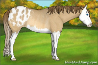 Horse Color:Buckskin Roan Dun Splash Appaloosa Rabicano 