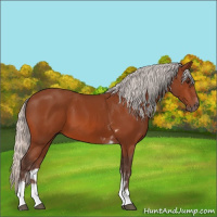 Horse Color:Silver Brown Tobiano 