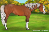 Horse Color:Silver Bay Splash 