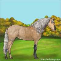 Horse Color:Void Silver Buckskin Roan 