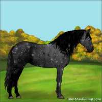 Horse Color:Void Black Sabino Splash 