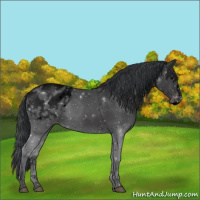 Horse Color:Void Black Sabino Appaloosa