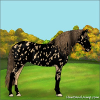 Horse Color:Void Amber Cream Champagne Roan Near Leopard