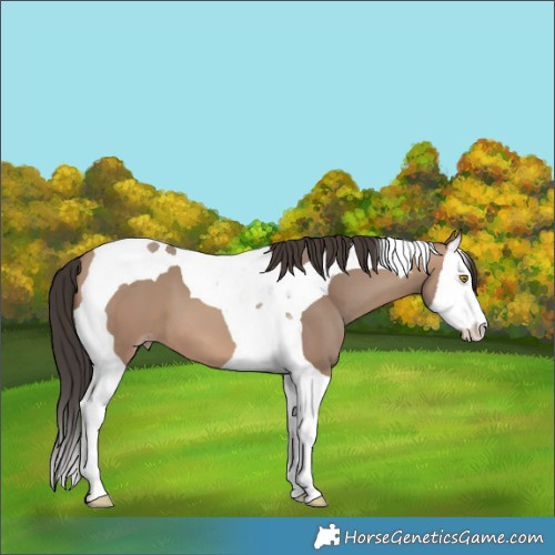 Horse Color:Sable Champagne Splash Tobiano 