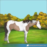 Horse Color:Sable Champagne Splash Tobiano 