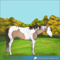Horse Color:Sable Champagne Splash Tobiano 