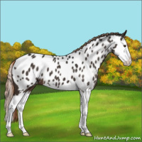 Horse Color:Liver Chestnut Sabino Splash Near Leopard 