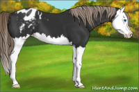 Horse Color:Liver Chestnut Splash Appaloosa 