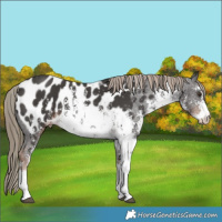 Horse Color:White Spotted Liver Chestnut Sabino Appaloosa Rabicano 