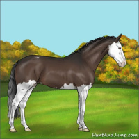 Horse Color:Liver Chestnut Splash Appaloosa 
