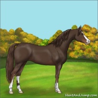 Horse Color:Liver Chestnut Sabino 