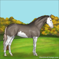 Horse Color:Liver Red Dun Splash 