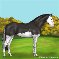 Horse Color:Liver Chestnut Splash 