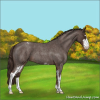 Horse Color:Liver Red Roan Sabino Appaloosa 