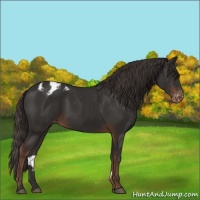 Horse Color:Liver Chestnut Appaloosa 