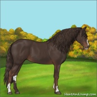 Horse Color:Liver Chestnut Sabino 