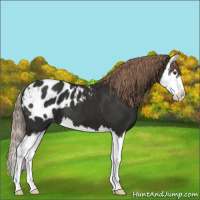 Horse Color:Liver Chestnut Sabino Splash Appaloosa 