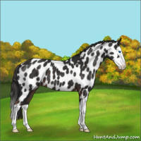 Horse Color:Liver Chestnut Splash Appaloosa 
