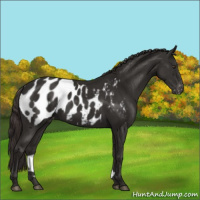Horse Color:Liver Chestnut Appaloosa 