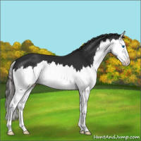 Horse Color:Liver Chestnut Splash 
