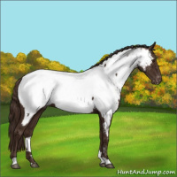 Horse Color:Liver Chestnut Near Fewspot
