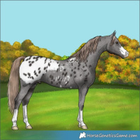 Horse Color:Liver Chestnut Appaloosa 