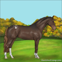 Horse Color:Liver Chestnut Appaloosa 