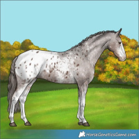 Horse Color:White Spotted Liver Chestnut Appaloosa 
