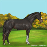 Horse Color:Liver Chestnut Appaloosa 