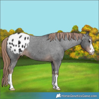 Horse Color:Liver Chestnut Appaloosa 