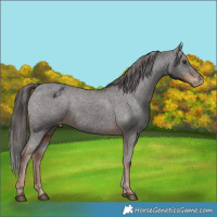 Horse Color:Liver Chestnut Varnish Rabicano 