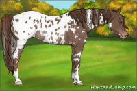 Horse Color:White Spotted Liver Chestnut Blanket Rabicano