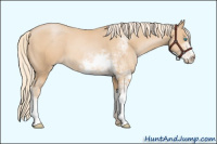 Horse Color:Palomino Pearl Sabino 