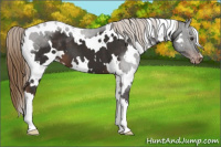 Horse Color:White Spotted Liver Chestnut Appaloosa 