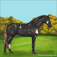 Horse Color:White Spotted Liver Chestnut Rabicano 