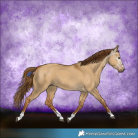 Horse Color:Gray Red Dun 