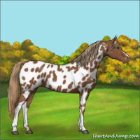 Horse Color:Chestnut Appaloosa