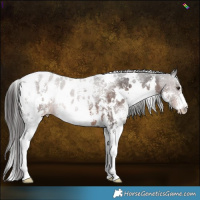 Horse Color:White Spotted Liver Chestnut Sabino Appaloosa 