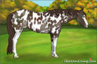 Horse Color:White Spotted Liver Chestnut Sabino Near Leopard 