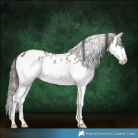 Horse Color:Brown Roan Splash Appaloosa 
