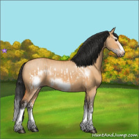 Horse Color:Bay Dun Splash Frame  and Bay Dun Splash Frame 