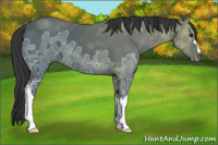 Horse Color:Black Ice 